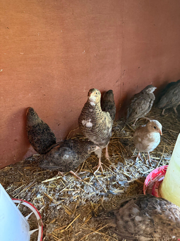 Caledon and coturnix quails