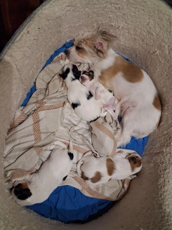 3 little boys looking for their forever home