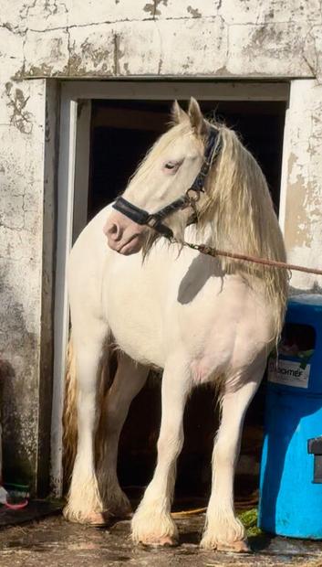 True family horse one for everyone