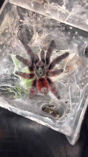 Multiple spiders for sale leaving hobby