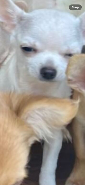 Female white chihuahua puppy