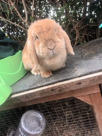 Female mini lop