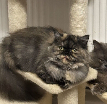 Beautiful full Persian tortie female