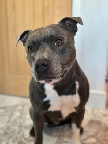 Well proven Staffordshire bull terrier for stud