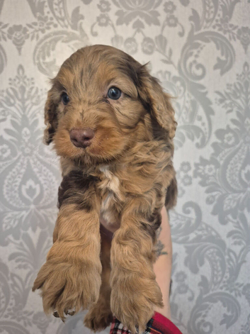 Merle cockapoo puppies