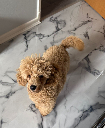 Apricot Toy poodle pup male