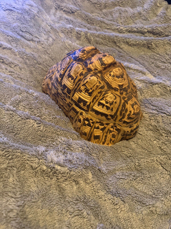 Male leopard tortoise