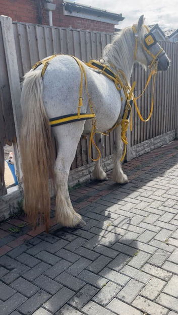 Mare 10 year old