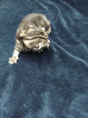 Kittens for sale to good homes please