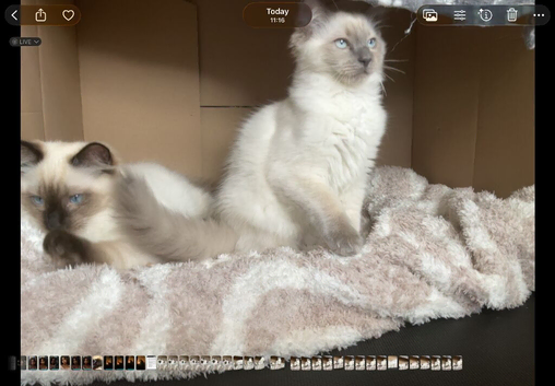 BEAUTIFUL RAGDOLL KITTENS 2 LEFT!!!