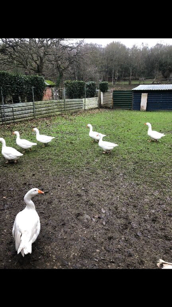 Pair of Embden Geese for sale &pound;80