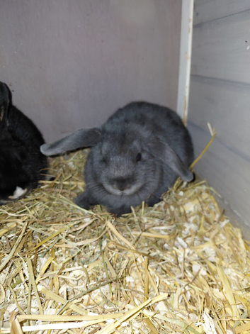 2 baby rabbits