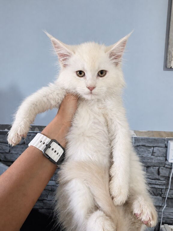 Championship maine coon kittens