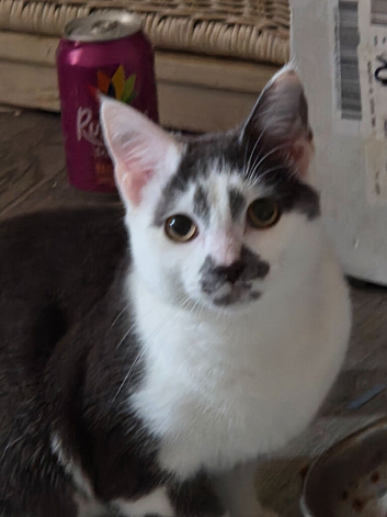 1 year old male