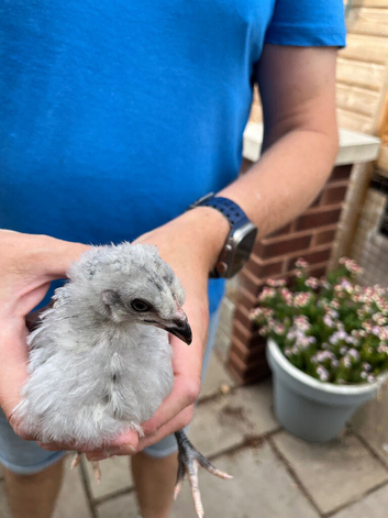 Chicks