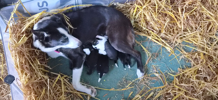 Border collie puppies
