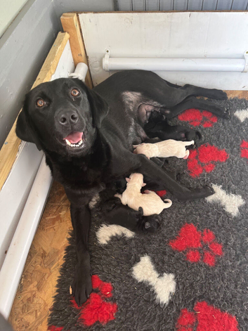 One yellow girls and black boy lab