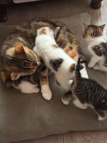 4 beautiful kittens tabby/ginger mix