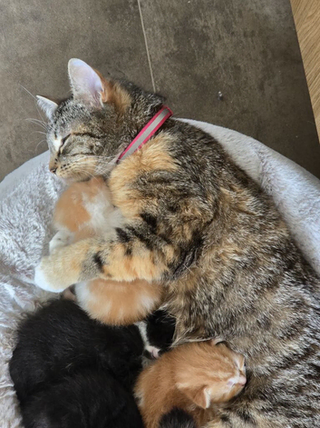 Mixed breed kittens