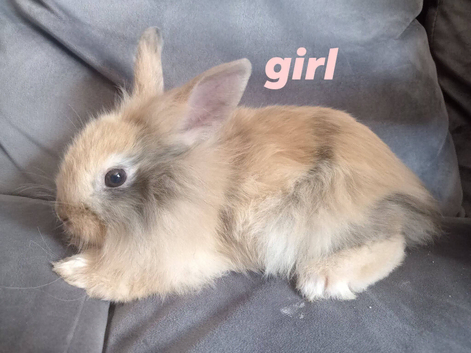 2 baby girl lionheads 7wks old