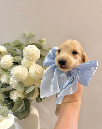 KC Registered Miniature Dachshund Puppies