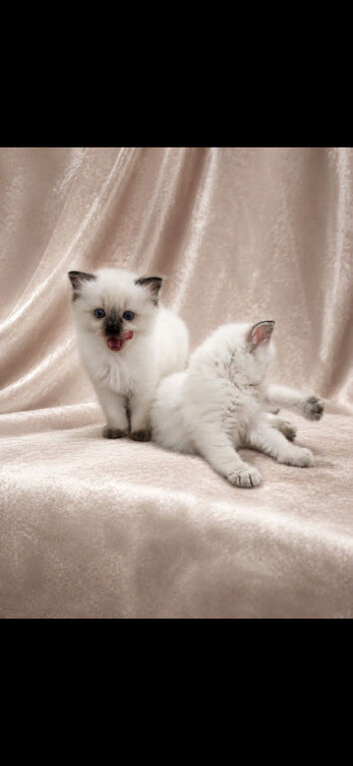 Beautiful Ragdoll kittens for sale