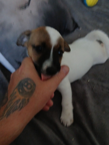Jack Russell puppie