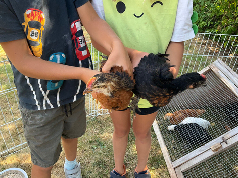 Cockerel chicks copper black x