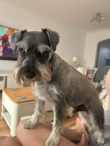 Looking to stud out my 6 year old mini shnauzer local to pembrokeshire