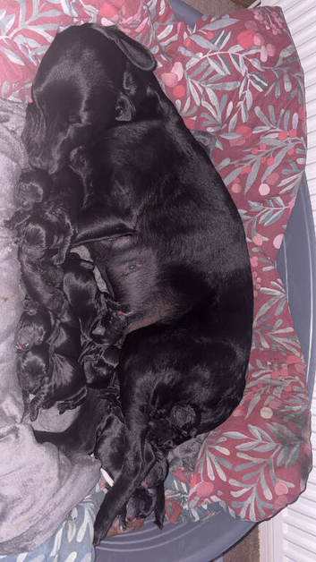 Stunning Cockerdor Puppies - Ready Soon