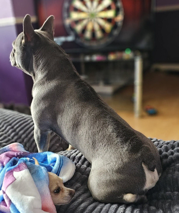 Frenchie for stud