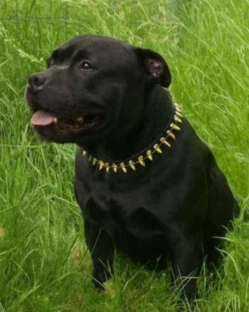 PROVEN.  KENZDUO PENNE  CALL NAME ZEUS KC REGISTERED STUD