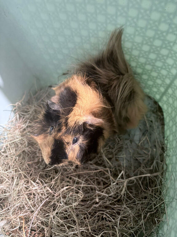 Male Guinea pig