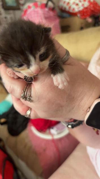 Kittens for sale