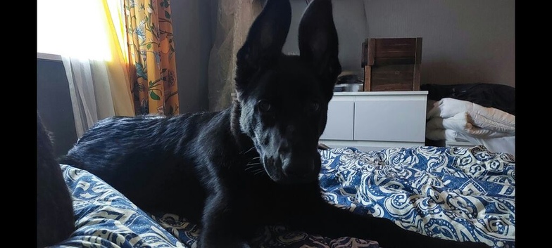 German shepherd female puppy