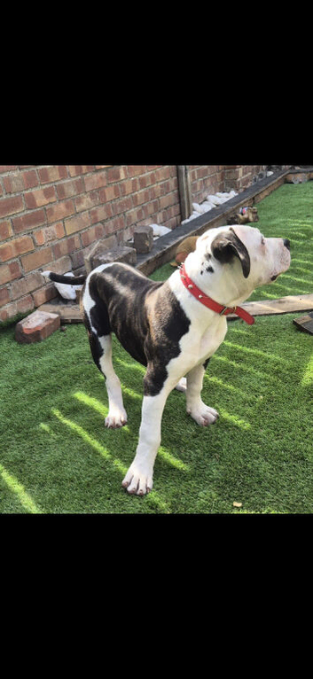 16 week old American bulldog