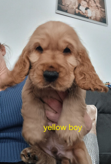 Ready to leave Show type cocker spaniels pup
