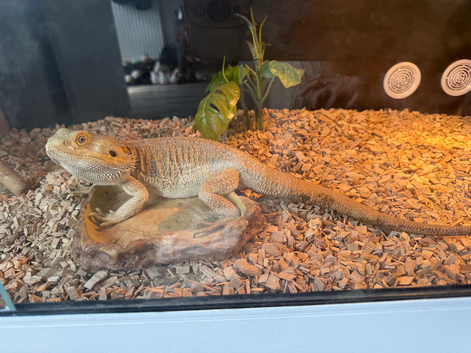 Bearded dragon