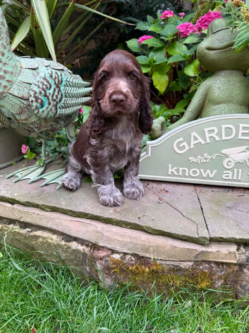 Last Outstanding KC registered Girl Show Cocker READY NOW