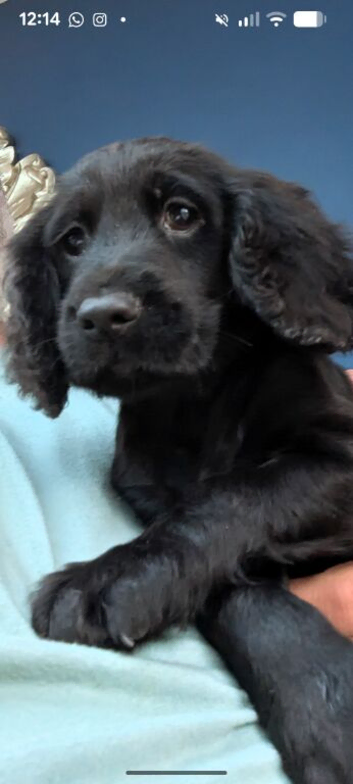 **READY NOW** Cocker Spaniel Puppies