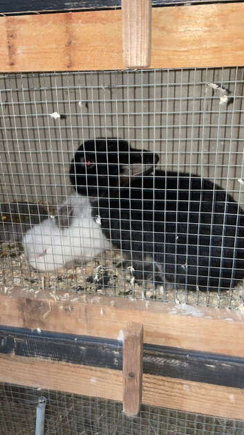 Breeding pair of Netherlands