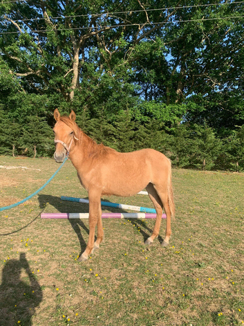 Handsome quarter horse