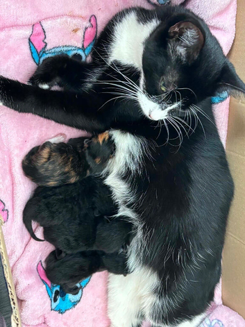 Kittens for sale !