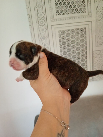 English bulldog cross Staffordshire bull terrier