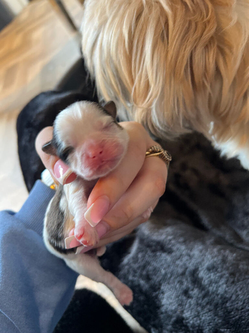 Lhasa apso X shih tzu puppies