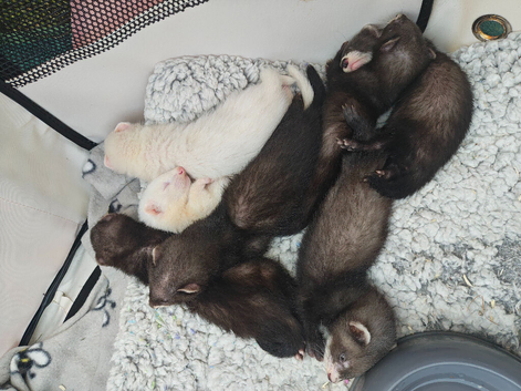 Ferrets kits - ready to go at the end of June