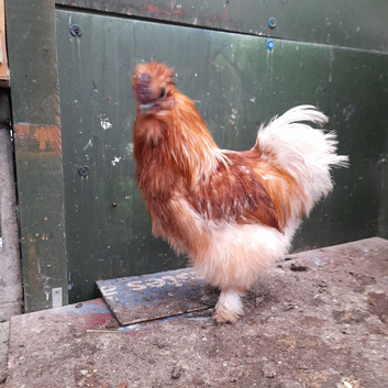 Silkie Cockerel