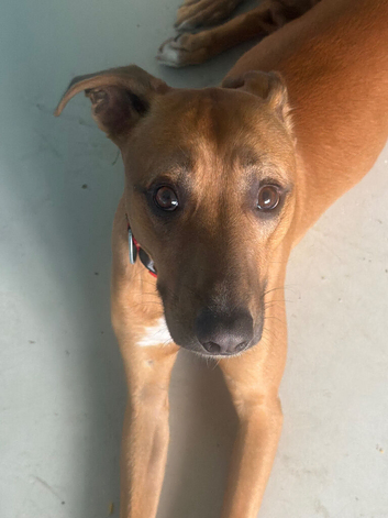 Lurcher cross