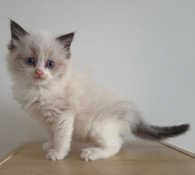 Beautiful Ragdoll Kittens