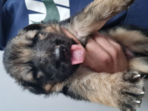 Chunky german shepherd puppies for sale